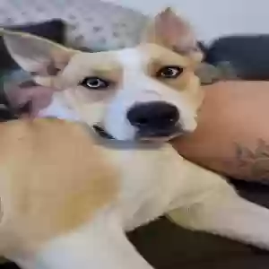 lost female dog potato