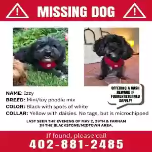 lost female dog izzy