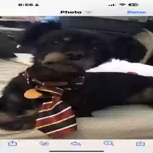 lost male dog kody
