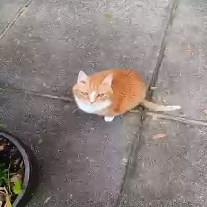 lost female cat orange