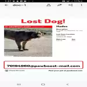 lost male dog hades