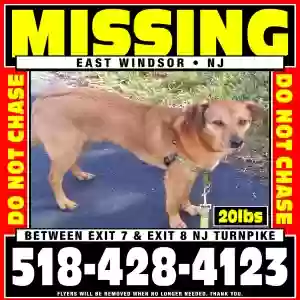 lost male dog raphael