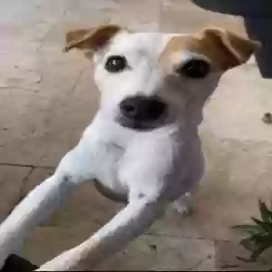 lost female dog gracie