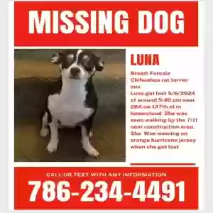 lost female dog luna