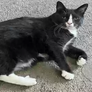 lost male cat hamlet