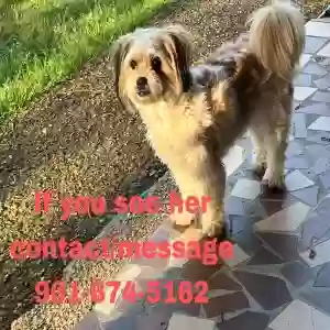 lost female dog almendra/menda