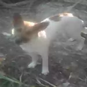 lost female dog candy