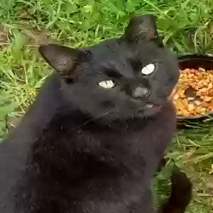 lost male cat mr. handsome