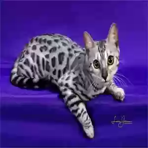 lost female cat lacey