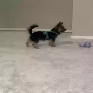 lost male dog peter