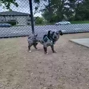 lost male dog atlas
