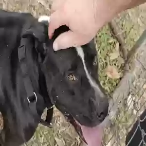 found male dog unknown