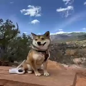 lost female dog tequila