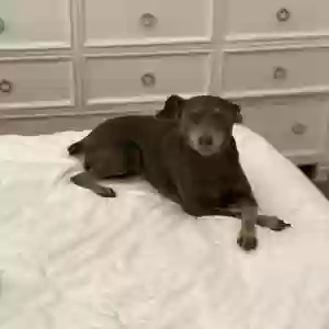 lost female dog schotzy