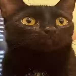 lost female cat penny