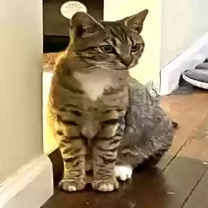 lost male cat chiyo