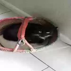 lost male cat chucky