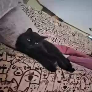 lost male cat torii