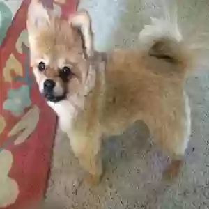 lost male dog maile