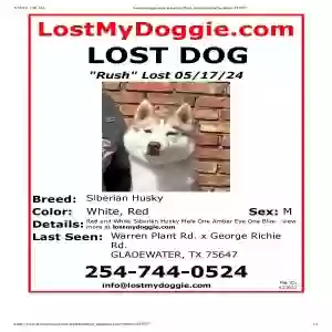 lost male dog rush