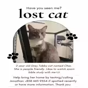 lost female cat chai