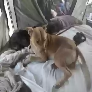 lost male dog churro