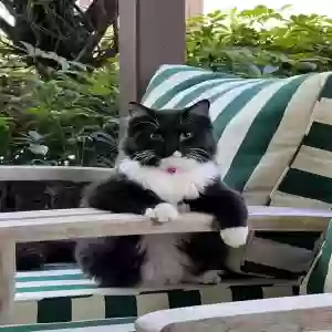 lost male cat angelo