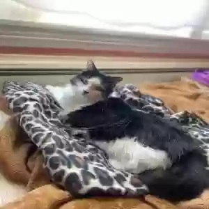 lost female cat olympia
