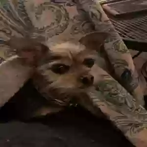 lost female dog tori