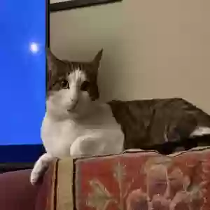 lost male cat karamosh