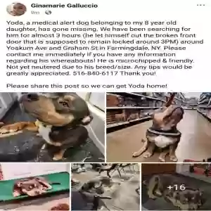 lost unknown dog unknown