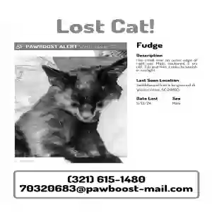 lost male cat fudge