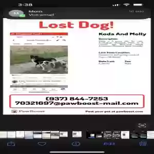 lost male dog molly and koda