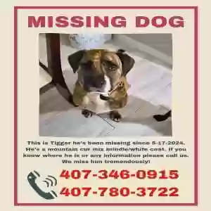 lost male dog tigger