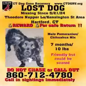 lost male dog macho