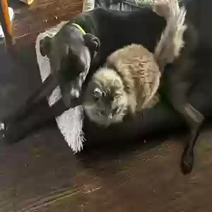 lost female cat shakyia