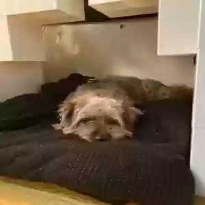lost male dog ash