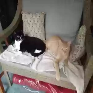 lost male cat orange stuff