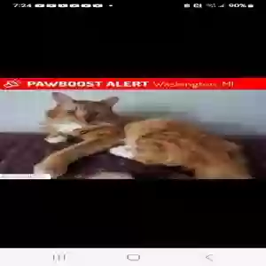 lost male cat wolverine