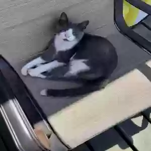 lost male cat ollie