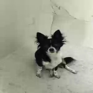 lost female dog sky