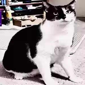 lost male cat dominos