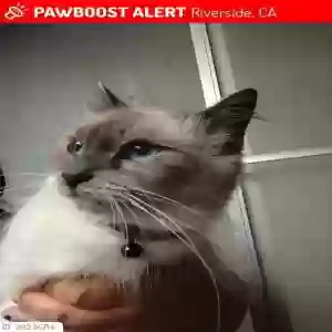 lost female cat kitty