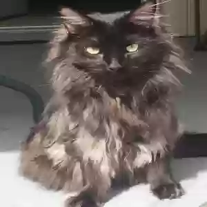 lost male cat sirius