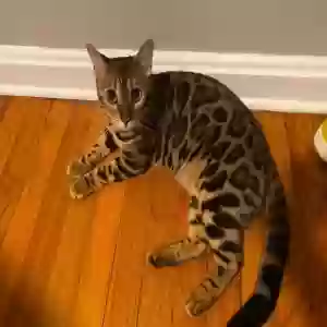 lost female cat leo