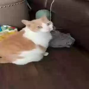 lost male cat carmel