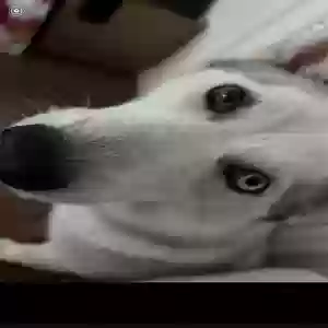 lost female dog lily