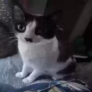 lost female cat tally