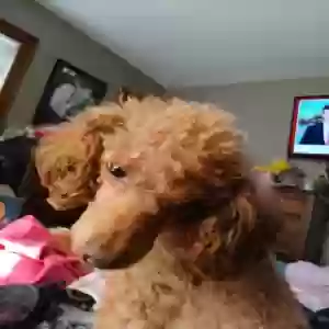 lost male dog trevor