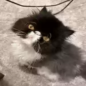 lost male cat luda
